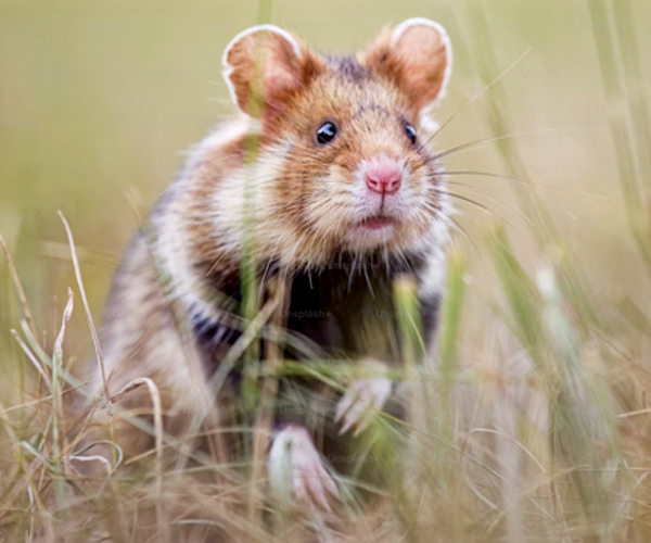 Rodent Control
